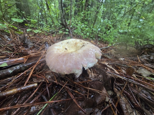 Russula vesca — no rights reserved