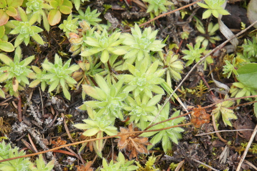 Lehmann's rockjasmine (Androsace lehmanniana)