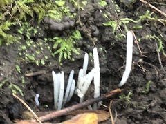 Clavaria fragilis vermicularis