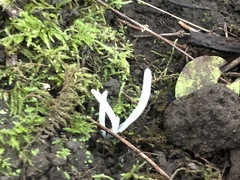 Clavaria fragilis vermicularis