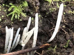 Clavaria fragilis vermicularis