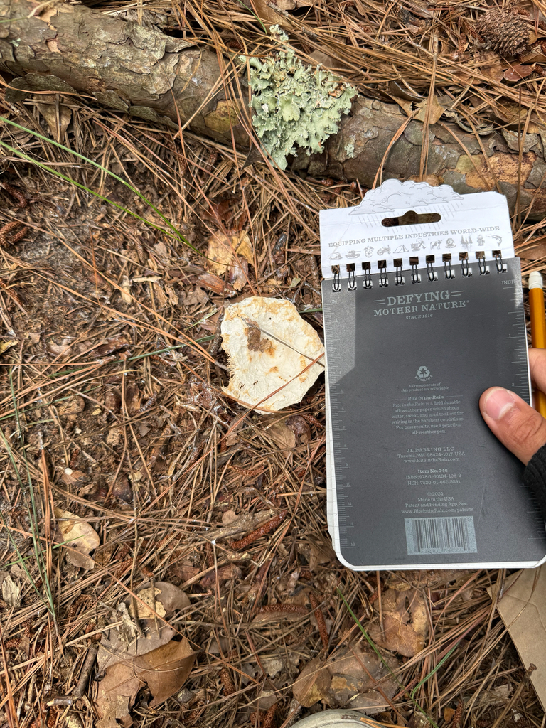Russula sp. 'brevipes-MS01'