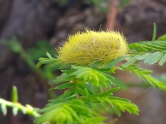 Apatelodidae