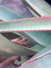 Aloe excelsa, photograph author not stated, no rights reserved