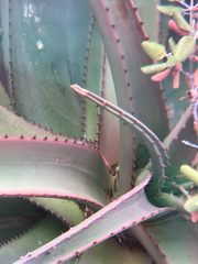 Aloe excelsa, photograph author not stated, no rights reserved
