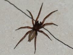 Dysderoidea