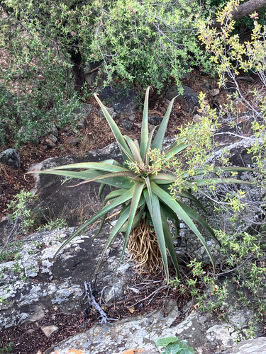 Aloe excelsa, photograph 5