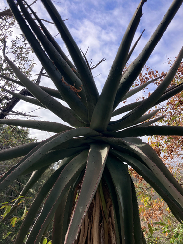 Aloe excelsa, photograph 6