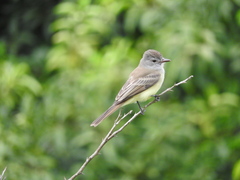 Myiarchus panamensis