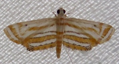 Parapoynx villidalis