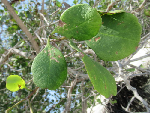 Apple Mangrove