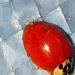 Hesperomyces virescens