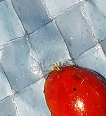 Hesperomyces virescens