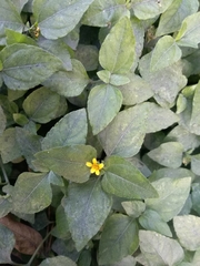 Calyptocarpus vialis