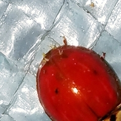 Hesperomyces virescens