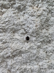 Harmonia axyridis