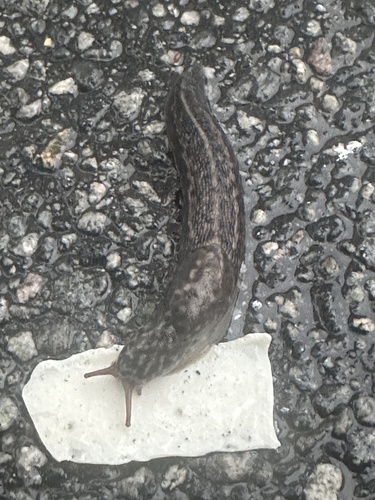 Limax maximus