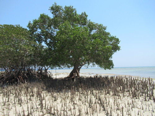 Apple Mangrove