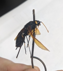 Urocerus californicus