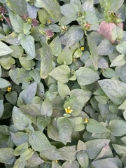 Calyptocarpus vialis