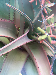 Aloe excelsa, photograph author not stated, no rights reserved