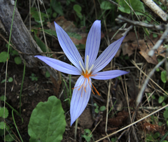Crocus pulchellus