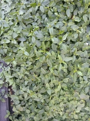 Calyptocarpus vialis