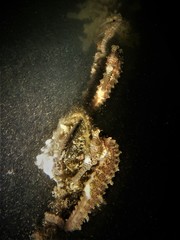 Hippocampus subelongatus