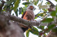 Accipiter bicolor