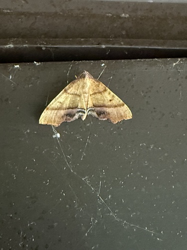 Straight-lined Plagodis Moth photo 3