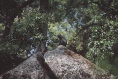 Cercopithecus mitis erythrarchus