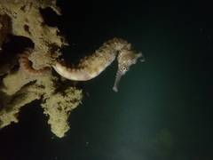 Hippocampus subelongatus