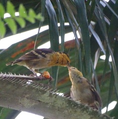 Ploceus sanctithomae