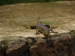 Trachylepis thomensis