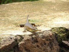 Trachylepis thomensis