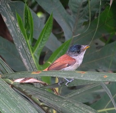 Terpsiphone atrochalybeia