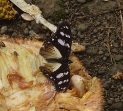 Hypolimnas anthedon anthedon