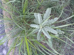 Solanum elaeagnifolium