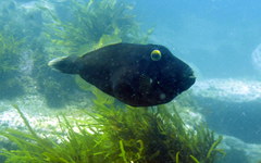 Eubalichthys bucephalus