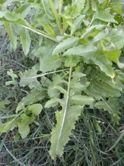Sonchus oleraceus