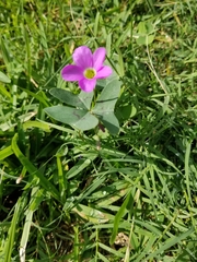 Oxalis drummondii