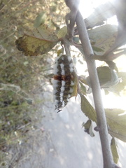 Megalopyge defoliata
