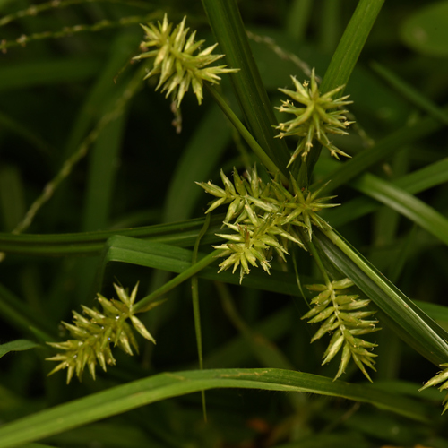 Cyperus cyperoides iNat (2)