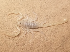 Paruroctonus xanthus