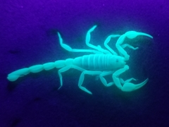 Paruroctonus xanthus