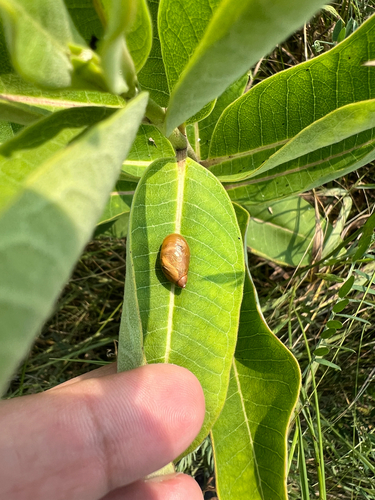 Succinea retusa, 2025-08-03