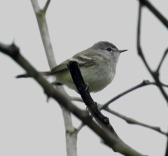 Inezia inornata