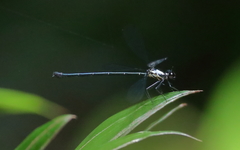 Austroargiolestes aureus