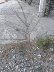 Parkinsonia aculeata