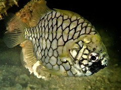 Mailfish photo 5